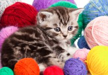 Kitten-with-Balls-of-Yarn.jpg