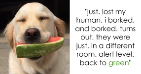 funny-dog-thoughts-tweets-fb14.png