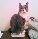 Cat sitting on broadband router.jpg