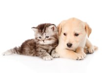 kitten and puppy rs.jpg