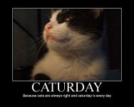 Caturday cat is always right.jpg