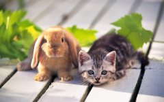 bunny and kitten.jpg