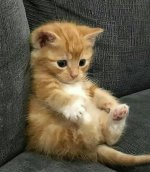 Ginger kitten propped up against sofa.jpg