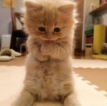 Ginger kitten licking paw.jpg