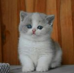 Fluffy white and grey kitten.jpg