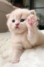 White kitten holding up paw.jpg