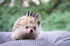 Princess Hedgehog rs.jpg