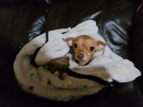 Gidget with her squirrel toy rs.jpg