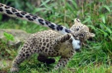 Baby leopard plus tail.jpg