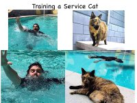 Training a service cat small.jpg