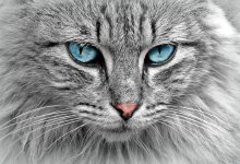 cat blue eyes.jpg