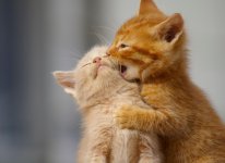 Kitten biting kitten.jpg