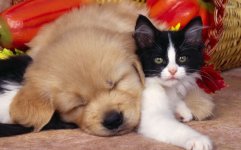 puppy and kitten 1 rs.jpg