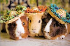 guinea-pigs rs.jpg