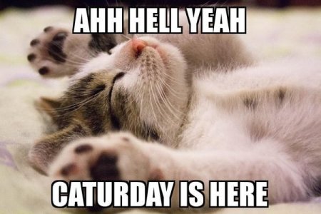 Hell yeah Caturday.jpg