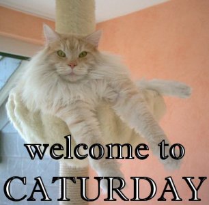 welcome to caturday.jpg