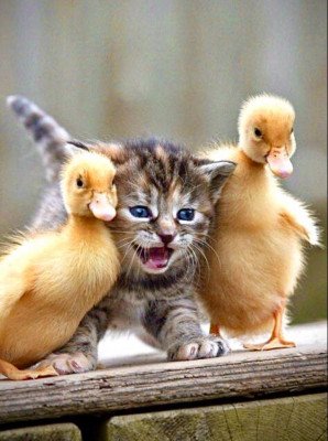 kitten and ducklings.jpg