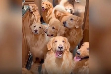 13 dogs.jpg