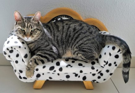 Serious cat on mini sofa.jpg