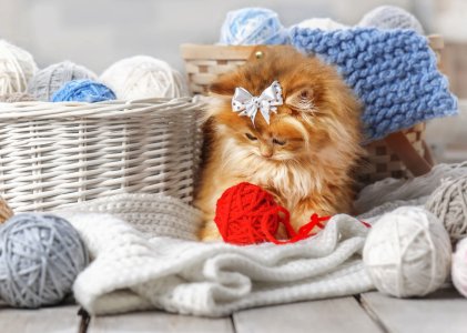 Kitten-Sitting-in-a-Basket-of-Yarn.jpg
