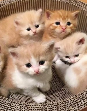4 kittens.jpg