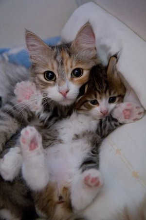 mamma cat and kitten.jpg