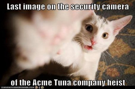 Acme tuna company heist.jpg