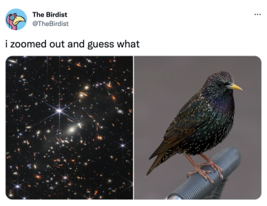 bird.png