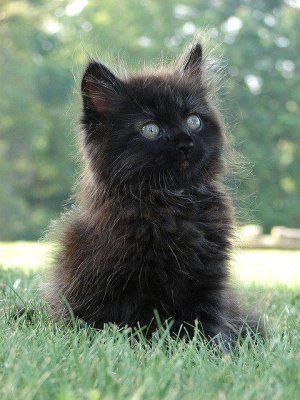 Cute black kitten in field.jpg