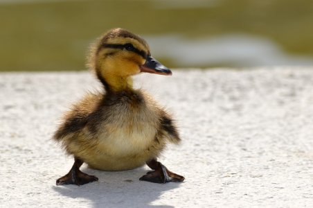 com%2Fwp-content%2Fuploads%2F2020%2F03%2FBaby-Duck.jpg