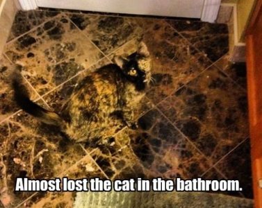 Camouflage kitty.jpg