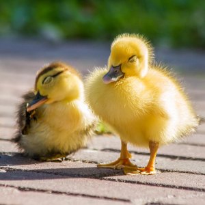 um-large-5%2Fbaby-ducks-in-the-sun-stephanie-hayes.jpg