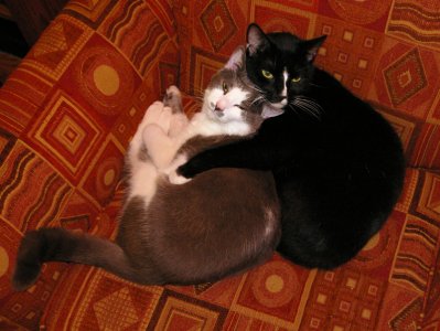 Cuddling Cats.jpg
