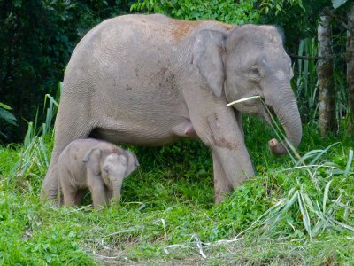 baby elephant.jpg