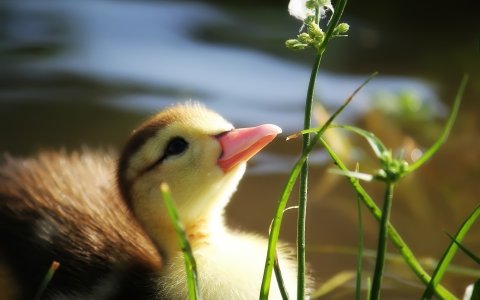 content%2Fuploads%2F2014%2F08%2Fbaby-duck-in-grass.jpg