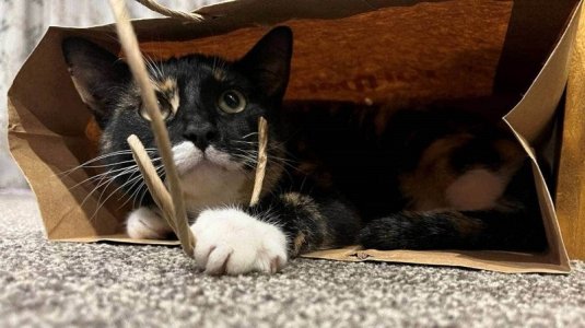 Cat in bag with string small.jpg