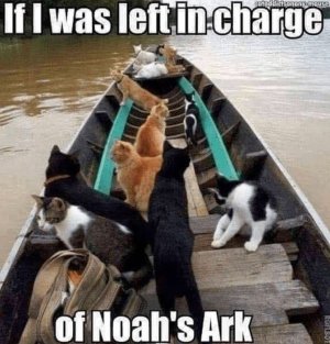 Kitty Noah's ark.jpg