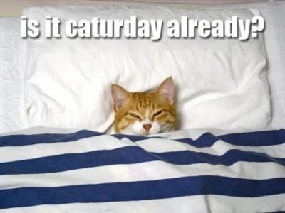 is is it caturday already.jpg