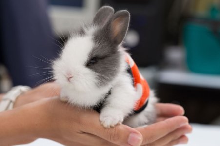 %2Fuploads%2F2019%2F01%2FNetherland-Dwarf-rabbit-5.jpg