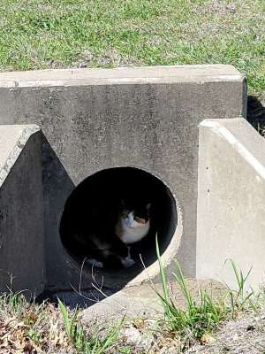 cat in culvert.jpg