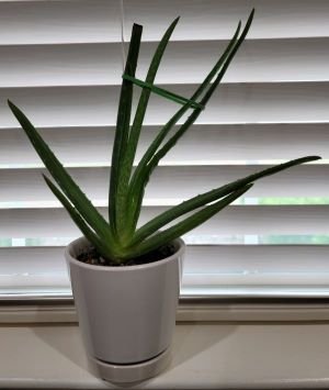 aloe rsa.jpg