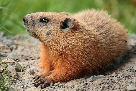 Woodchuck.jpeg