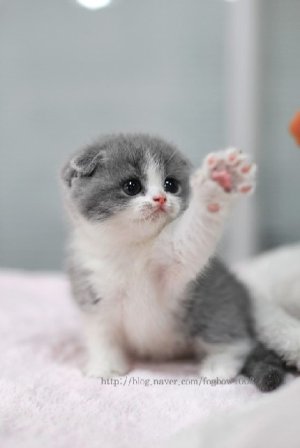Cute grey and white kitten.jpg