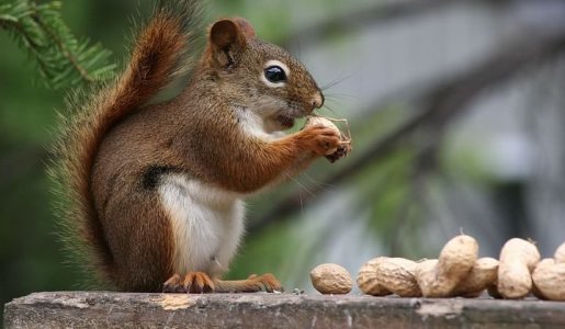 Squirrel Nutkin.jpg