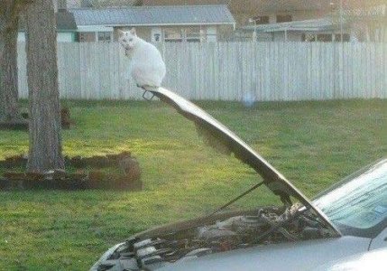 Cat on a bonnet.jpg