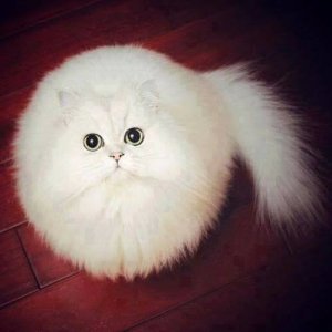 Fluffball.jpg