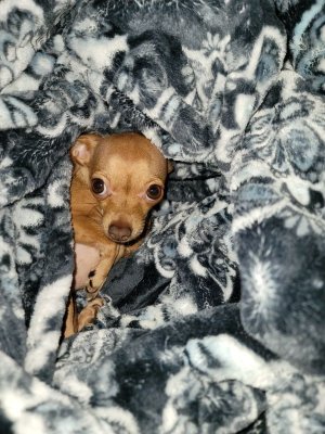 gidget blanket.jpg