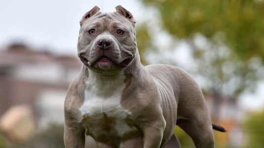 American XL Bully.jpg