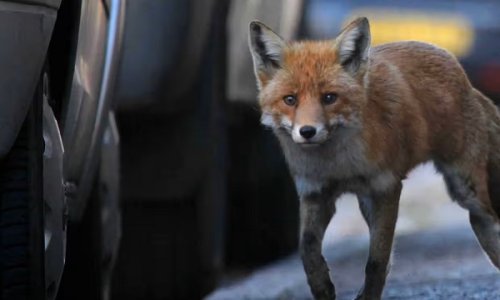 Fox.jpg
