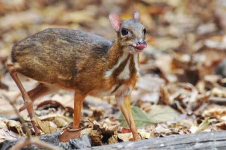 chevrotain.jpg